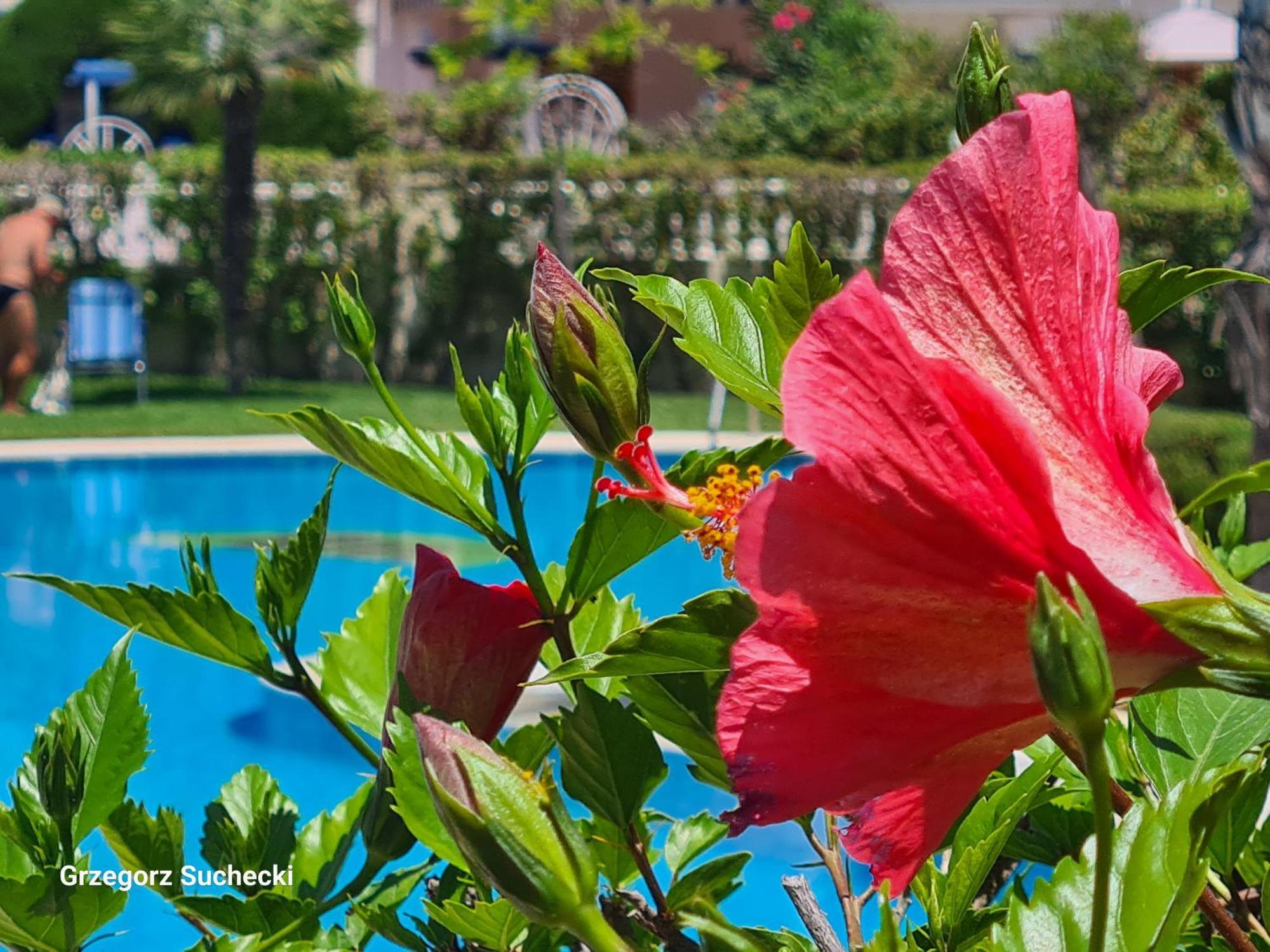 Apartament Apartamento Parquemar La Mata  Zewnętrze zdjęcie